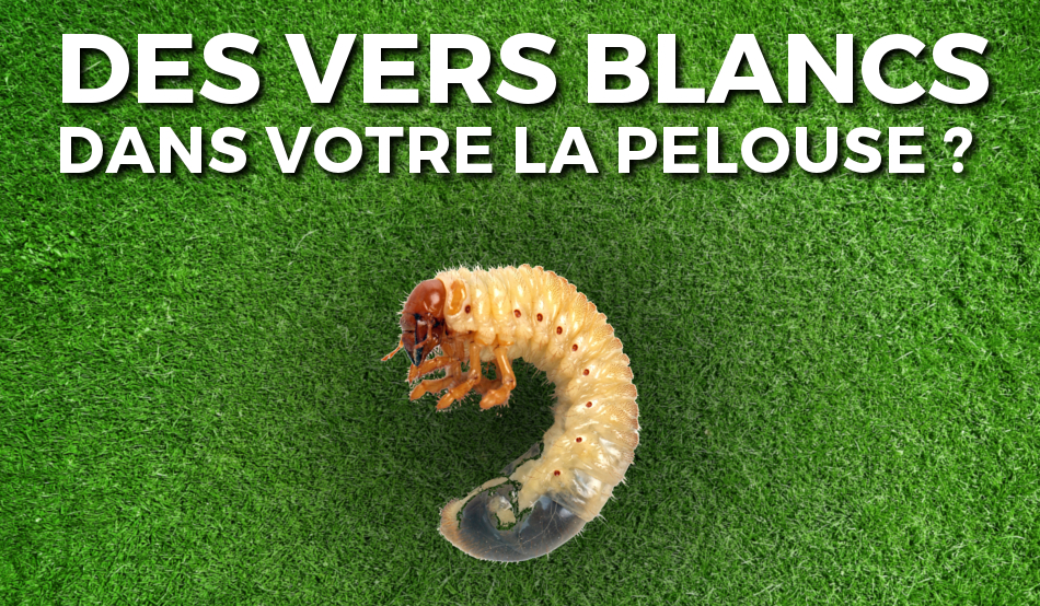 Extermination de vers blancs, traitement et contrôle des vers blancs