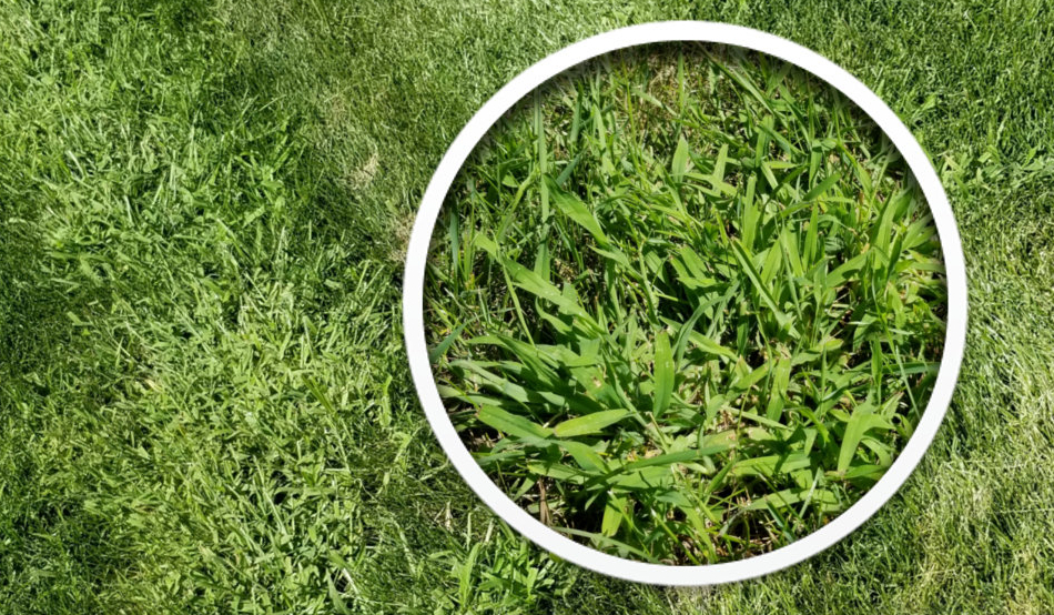 Traitement contre la digitaire